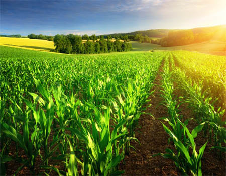 Governo libera mais R$ 197,4 milhões para seguro rural