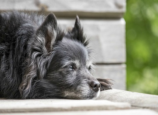 Viagem de férias com o pet segurança e precaução