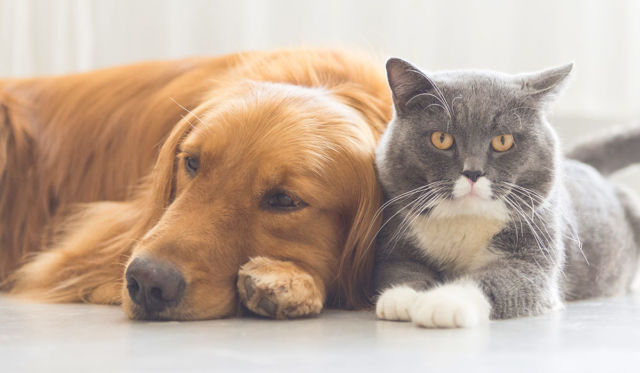 Como oferecer o máximo de bem-estar ao seu pet