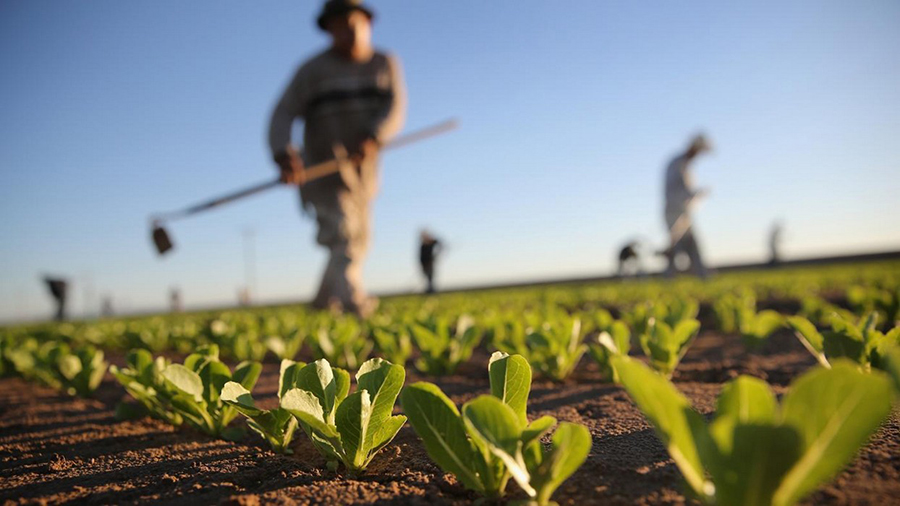 Seguro Rural ganha espaço no setor agrícola