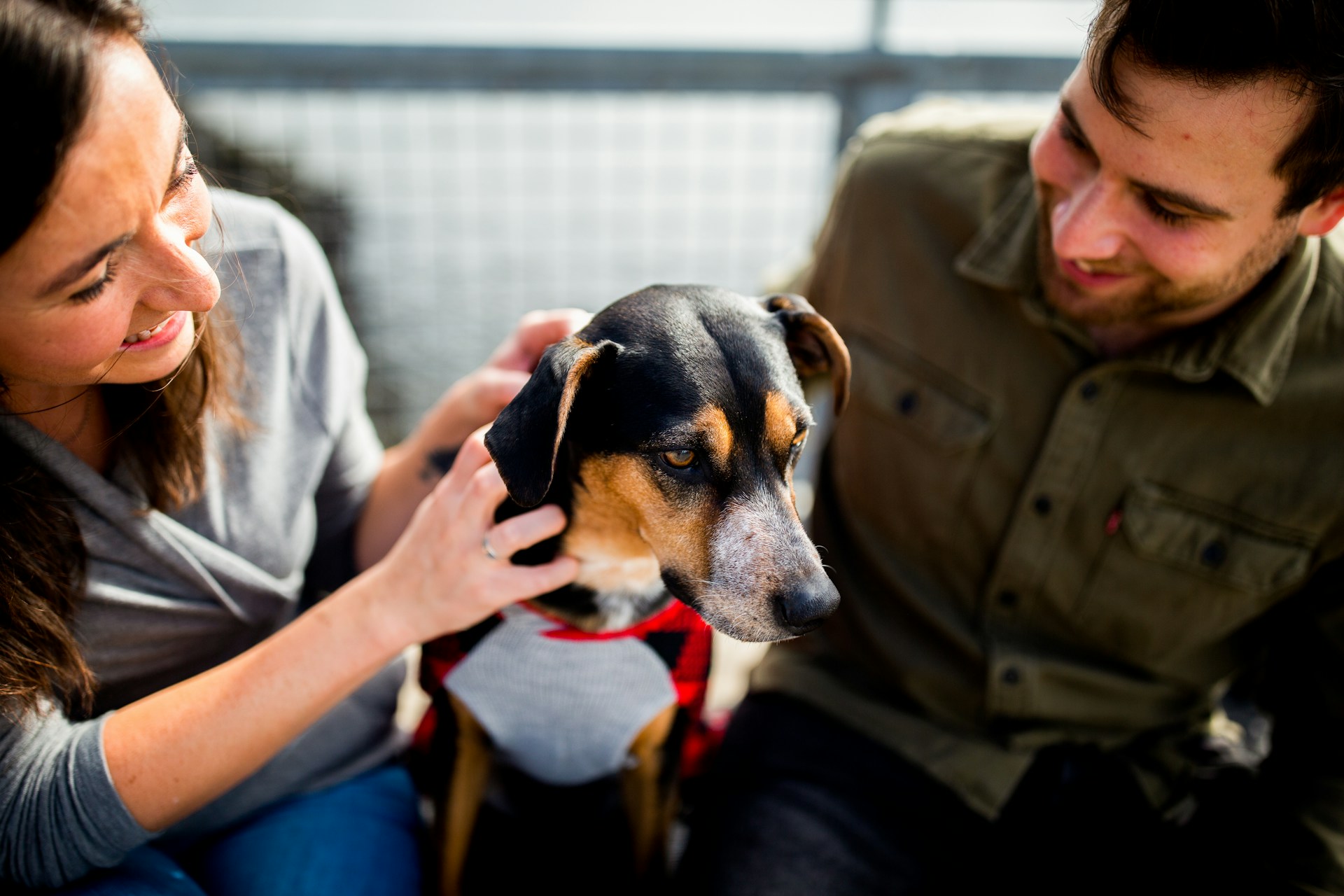 Seguros residenciais incluem pets em apólices; entenda / Foto: Chewy / Unsplash