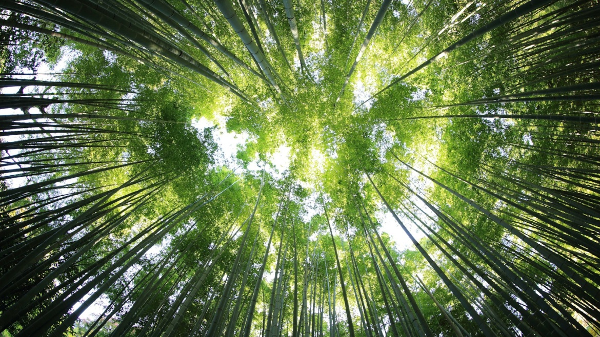 worms eye view of forest during day time