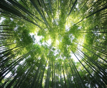 worms eye view of forest during day time