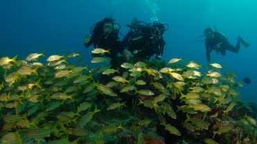 man in blue and black diving suit