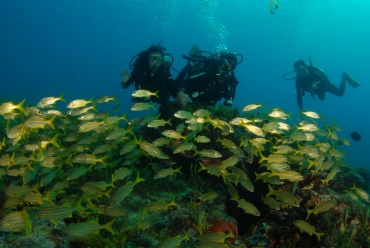 man in blue and black diving suit