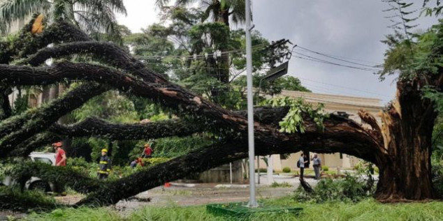 Chuvas e vendavais já resultaram em mais de 300 quedas de árvores durante o mês de outubro