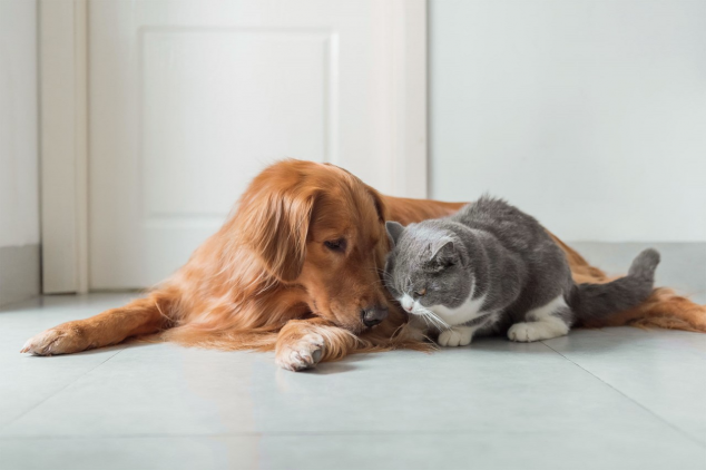 Seguro da HDI oferece ampla assistência para pets