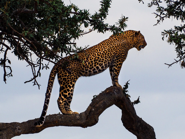 Projeto Bichos do Pantanal realizará live em suas redes sociais falando sobre “O Turismo de Observação de Onças”