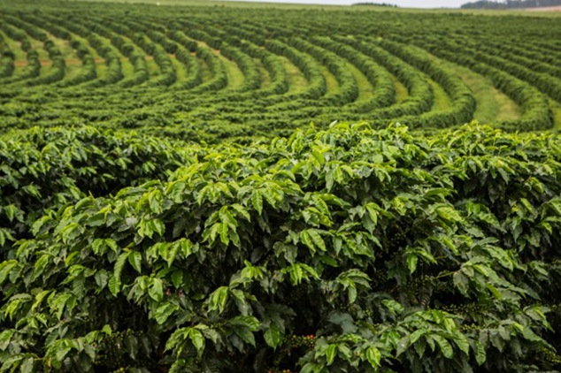 Seguro Rural como ferramenta no setor cafeeiro é destaque na SIC