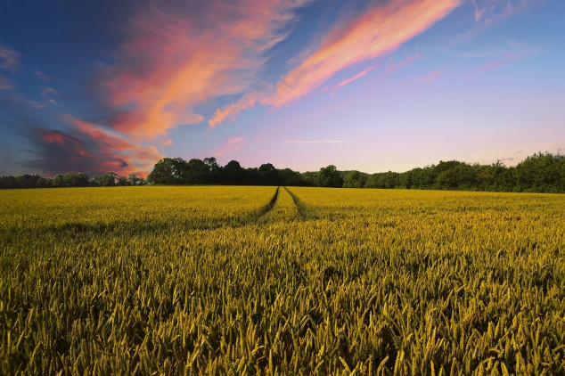 BB Seguros desenvolve plataforma para apoiar o produtor rural