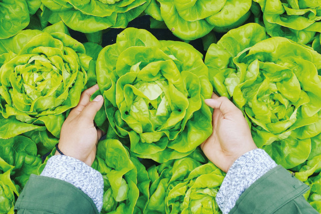 Seguro para agronegócios garante proteção para pequenos, médios e grandes produtores