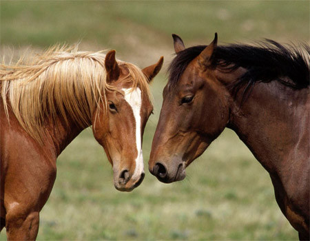 Você sabia que existe seguro para cavalo?