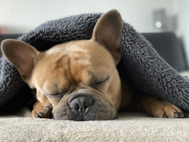 Como proteger os pets com a chegada dos dias mais frios